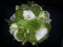 lime-green-and-white-bouquet